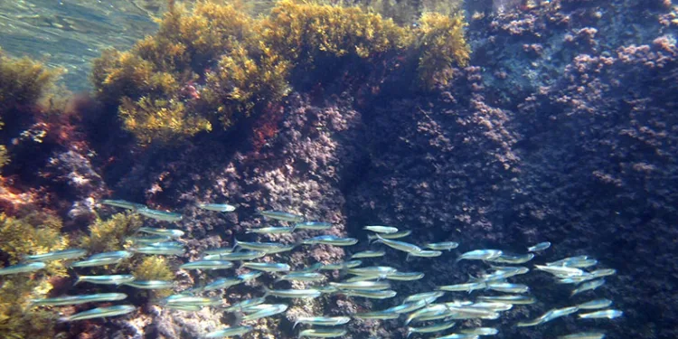 Karadeniz’in su altı güzellikleri keşfedilecek