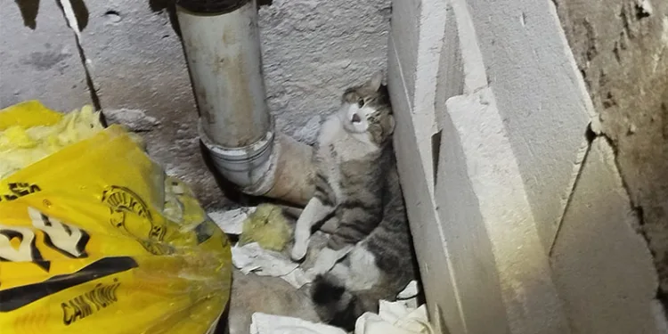 Havalandırma boşluğunda sıkışan kedi kurtarıldı