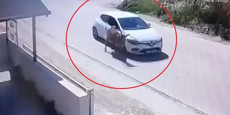 Cezaevi firarisi dahil birçok suçtan aranan 8 hükümlü yakalandı