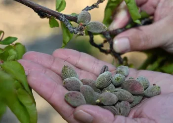 Bursa’da zirai donun faturası ağır olacak