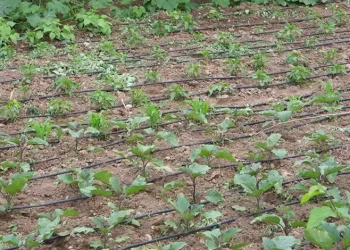 Tarımsal sulamada “kamu spotu” önerisi