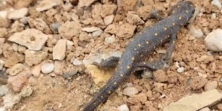 Yeniden Refah Partisi’nde istifa eden sayısı 118’e ulaştı