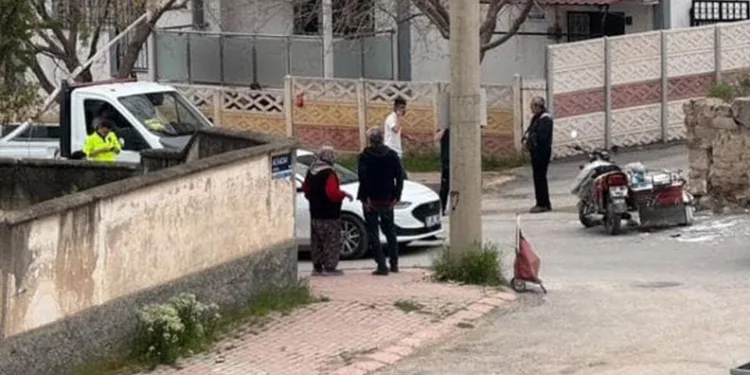 Kastamonu’da aracın çarptığı anne ve yavru ayı telef oldu
