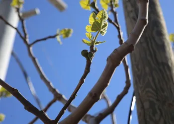 İhracatçılar dondan etkilenmedi