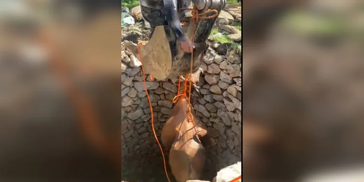 Kuyuya düşen inek iş makinesine bağlanan halatla çıkartıldı