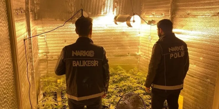 Ayvalık’ta uyuşturucu operasyonunda 28 kök kenevir ele geçirildi