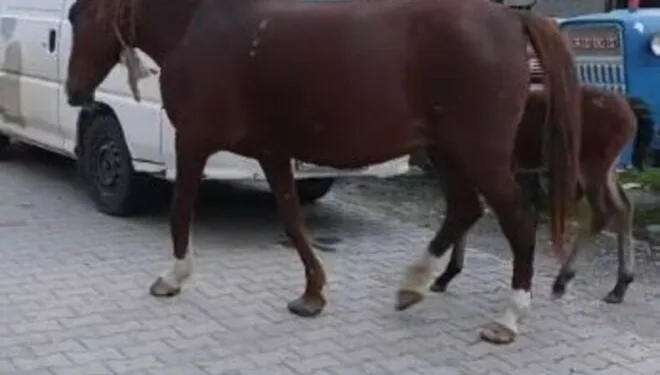 Sürücüsü kalp krizi geçiren otomobil ağaca çarptı: 1 ölü