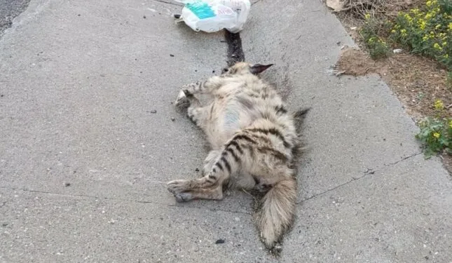 Kars’ta Mart ayı “Asayiş ve güvenlik” toplantısı yapıldı