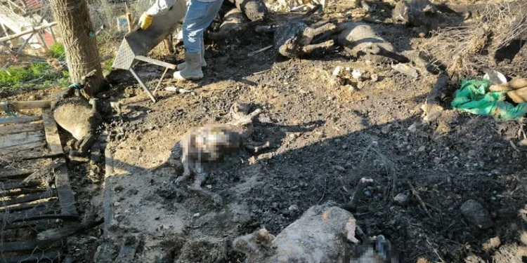 Şüphe üzerine durdurulan araçtan 229 bin makaron çıktı