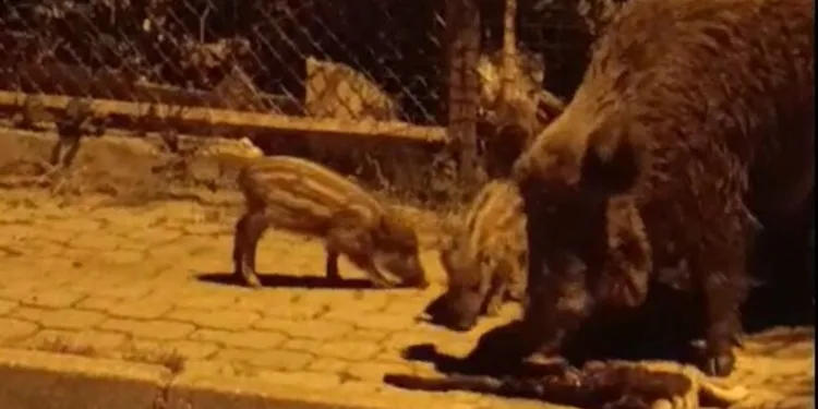 Bandırma’da operasyonda kalaşnikof ele geçirildi