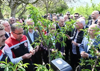 Bakanlık İznik’te don zararı için harekete geçti