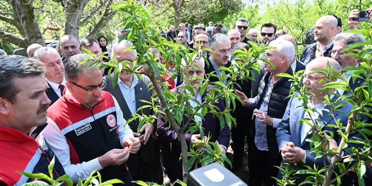 Bakanlık İznik’te don zararı için harekete geçti