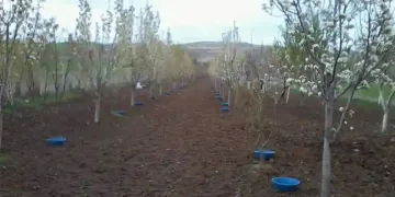 Erzincan’da meyve bahçelerinde baklazınnı mücadelesi
