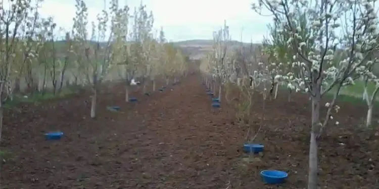 Erzincan’da meyve bahçelerinde baklazınnı mücadelesi