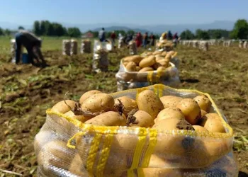 Patates ihracatı arttı