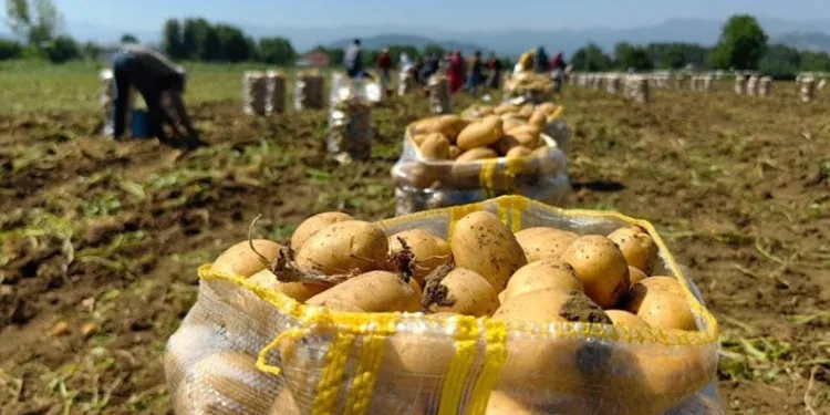 Patates ihracatı arttı