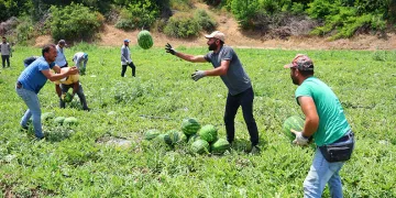Tescilli Adana karpuzunda hasat başladı