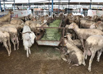 Nilüfer Kurban Bayramı’na hazır
