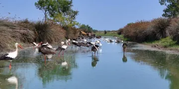 Karadeniz’in sessiz cenneti Kızılırmak Deltası