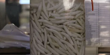 Dünyanın en pahalı sakızı
