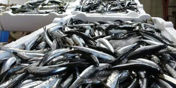 Karadeniz’de balık stokları azalıyor