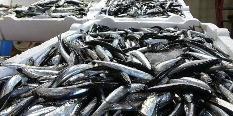 Karadeniz’de balık stokları azalıyor