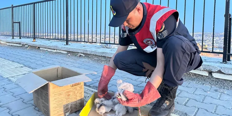 Kilis’te 4 kartal yavrusu yol kenarında bulundu