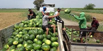 Mersin’de karpuz hasadı başladı