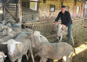 Kurbanlıkları satıp kazancıyla evlenecek