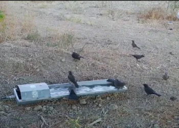 Suluklar yaban hayatına can oldu