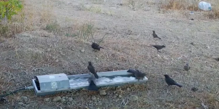 Suluklar yaban hayatına can oldu