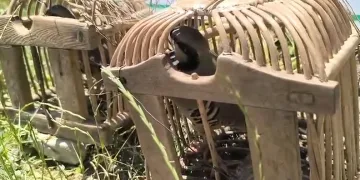 Siirt’te keklik avına 43 bin lira ceza