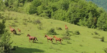 Yılkı atları havadan görüntülendi