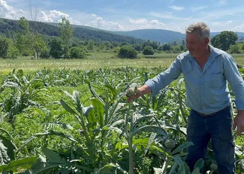 Bursa’da dünyaca ünlü enginarları hırsızlar hasat etti