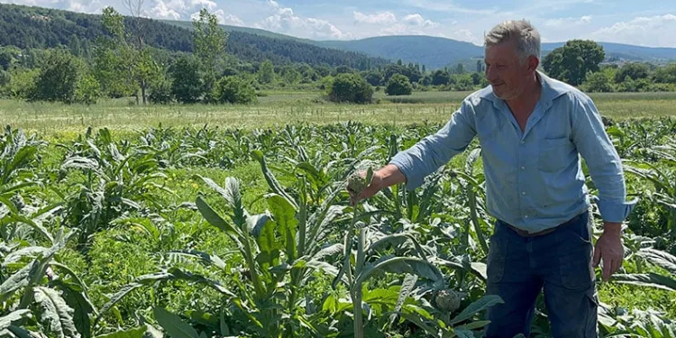 Bursa’da dünyaca ünlü enginarları hırsızlar hasat etti