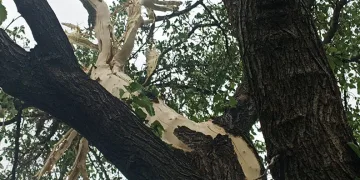 Evin bahçesine düşen yıldırım paniğe neden oldu