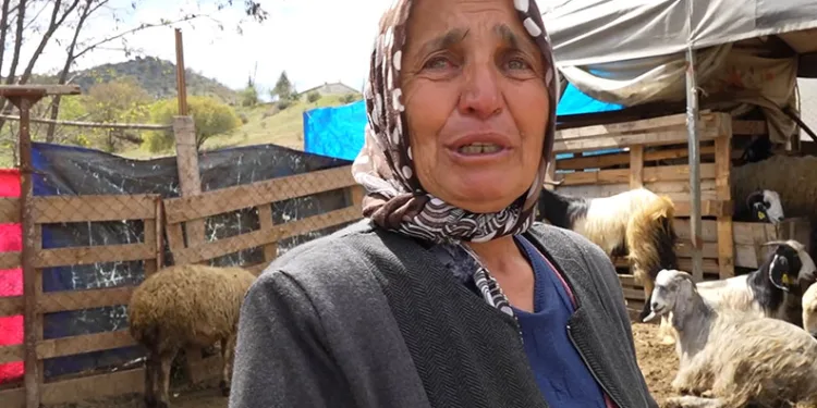 Çalınan 4 büyükbaş hayvan sahibine teslim edildi