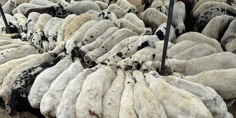 Karnı şiş kurbanlıklara dikkat