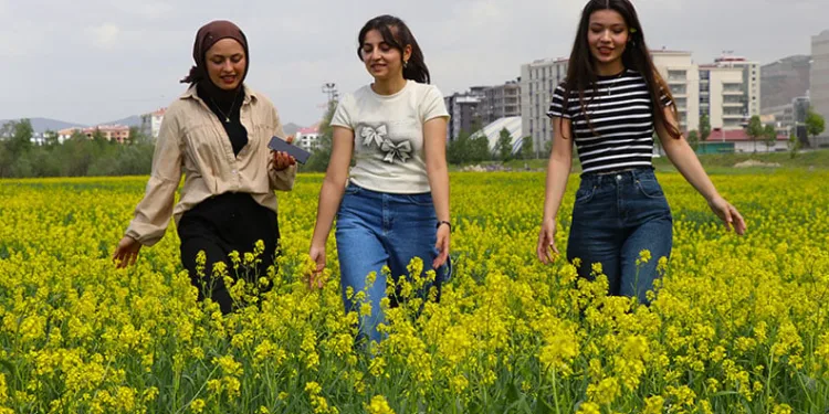 Çiçek tarlaları bozkırı sarıya boyadı
