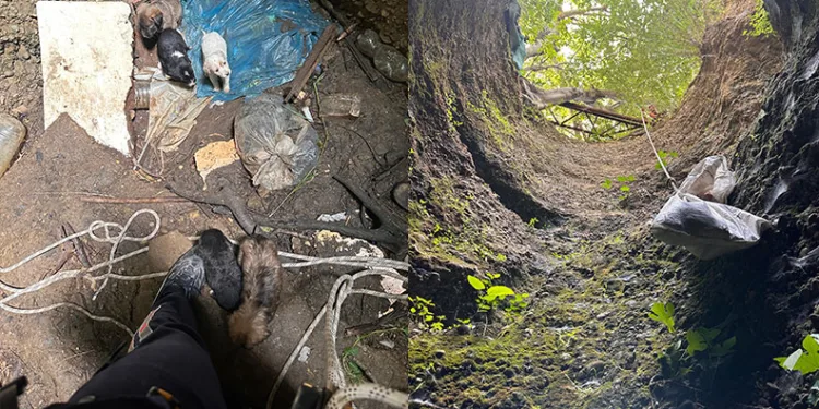 Antalya’da kuyuya düşen 7 yavru köpeği itfaiye kurtardı