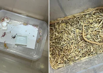 Bursa’da egzotik hayvan ticaretine darbe