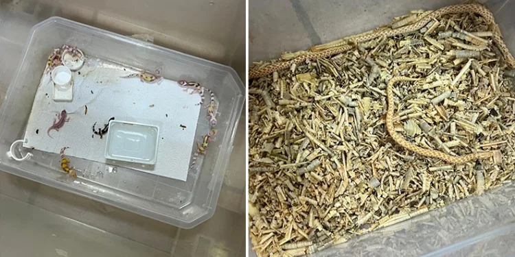 Bursa’da egzotik hayvan ticaretine darbe
