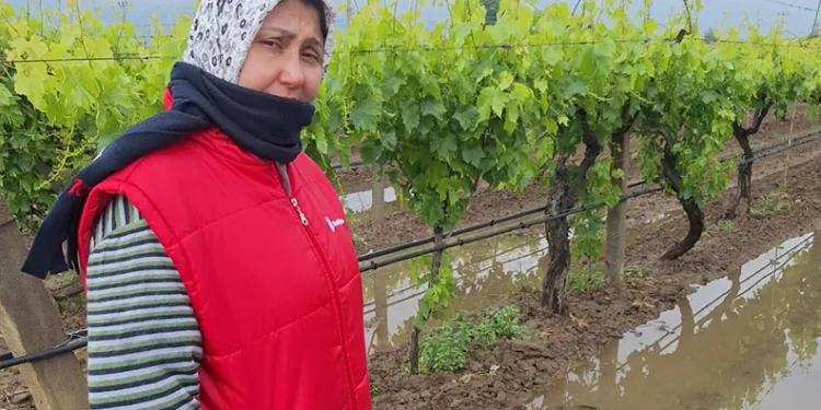 Bahar yağmurları üreticiyi sevindirdi