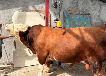 1 tonluk kurbanlık, araba fiyatına alıcısını bekliyor
