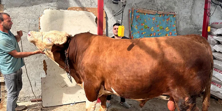 1 tonluk kurbanlık, araba fiyatına alıcısını bekliyor