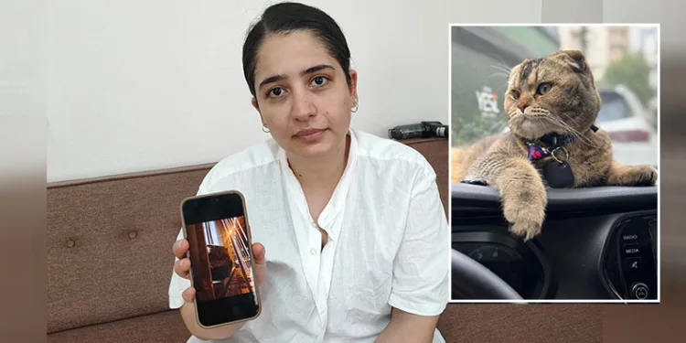 Evliliğinin kaderi kediye bağlı