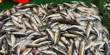 Balık sezonu bitmesine rağmen tezgahlarda hareketlilik sürüyor