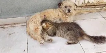 Tarçın adlı dişi köpek kedilere annelik yapıyor