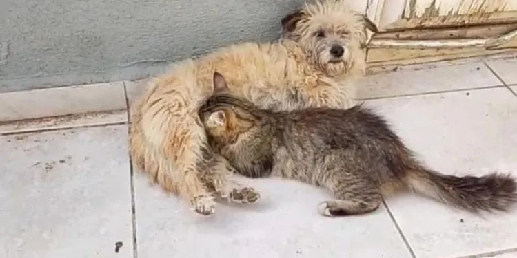 Tarçın adlı dişi köpek kedilere annelik yapıyor