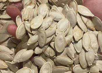 Kabak çekirdeğine Salmonella nasıl bulaşıyor